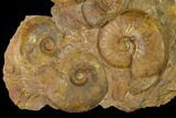 Toarcian Ammonite (Pleydellia) Fossil Cluster - France #152701-1